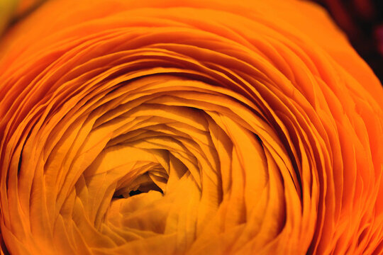 Close up of an orange Ranunculus flower.; Massachusetts.