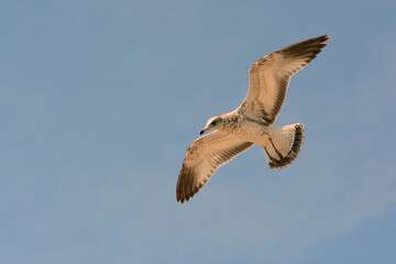 A juvenile ring-billed gull, Larus delawarensis, flying overhead.; Ipswich, Massachusetts, USA.