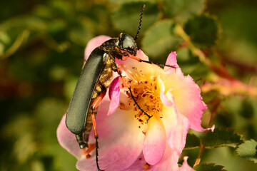 A longhorn beetle eating petals of a rose flower in Kouchibouguac National Park.; Kouchibouguac National Park, New Brunswick, Canada.