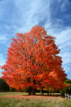 Large sugar maple trees, Acer saccharum, with fall foliage in Lexington.; Lexington,  Massachusetts, USA.