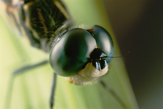 Close view of dragonfly head. Note structure of the eyes.; Concord, Massachusetts