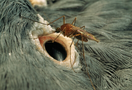 Mosquito on the eye of a pigeon, carries Eastern Equine Encephalitis.; Boston, Massachusetts