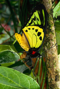 Male priamus birdwing butterfly resting.  Ornithoptera priamus.; Wau, Papua New Guinea