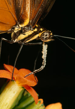 Pollen from a Psiguria flower clings to the inch-long proboscis of a passion vi nebutterfly (Helicon ius sp.); CORCOVADO NATIONAL PARK, COSTA RICA.
