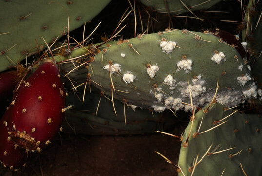 Opuntia cactus pad infested with cochineal scale insects which make a waxy depo sit.  A caterpillar lives inside the waxy fluff and feeds on the scale insects. SE Arizona.; SOUTHEASTERN ARIZONA.