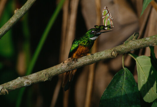 A jacamar bird prepares to dash the wings off an edible butterfly.; CORCOVADO NATIONAL PARK, oSA PENINSULA, COSTA RICA.
