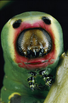 Close view of a puss moth caterpillar (Cerura vinula). If threatened, this spec ies inflates its multi-colored thorax and spits formic acid from a gland hidden behind its innocent grin.; ENGLAND.