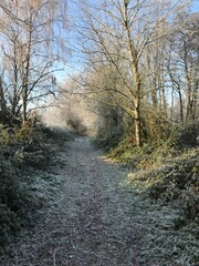 La végétation couverte de givre dans l'un des bois à Ghislenghien 