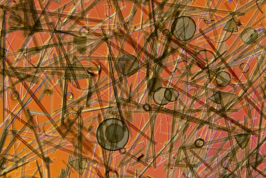 Microscopic view of diatoms.  Diatoms reproduce by both simple cell division an d sexually. Diatoms have been used as tracers in military intelligence, to conn ect criminals to crime scenes, to locate