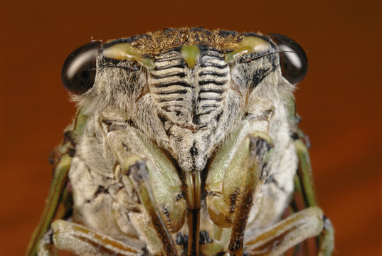 Close view of a cicada's face.; Massachusetts, USA