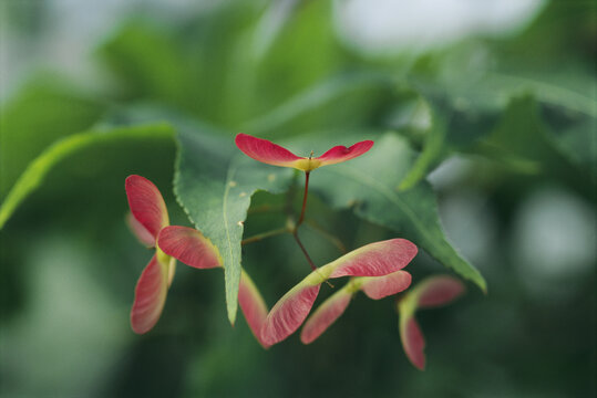 Japanese maple leaves (Acer palmatum) and seed pods.; Gresham, Oregon.