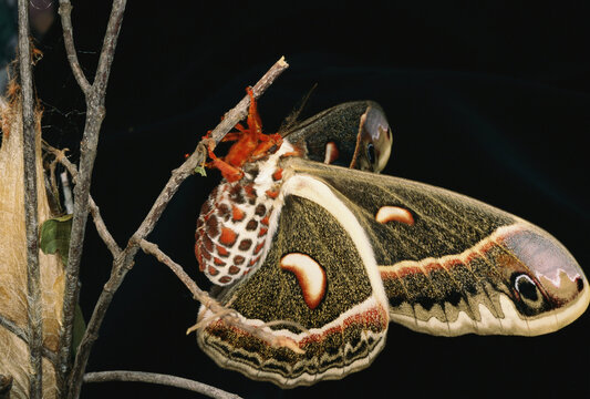 A female Cecropia moth (Hyalophora cecropia) has just emerged from its cocoon.; Concord, Massachusetts.