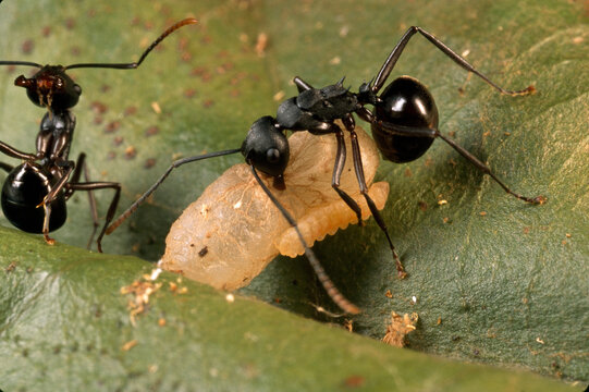 A carnivorous Arhopala wildei caterpillar rides on an ant pupa.; Garradunga, Australia.