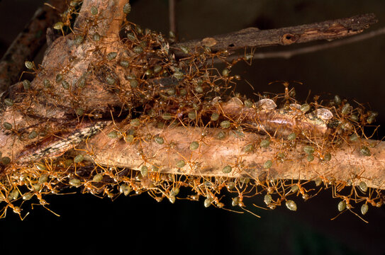 Green tree ants, Oecophylla smaragdina, devour a stick insect.; South of Tully, Australia.