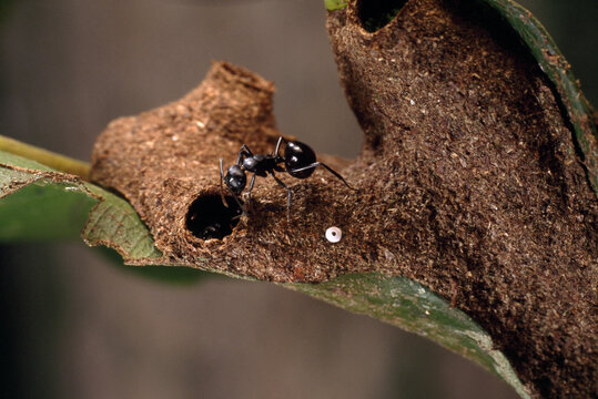 A Polyrhachis queenslandica ant prepares to enter its arboreal nest.; Garradunga, Australia.