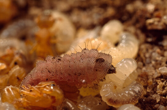 A Maculinea arion butterfly larva eats Myrmica sabuleti ant larvae.; Pierce Lab, Harvard University, Massachusetts.