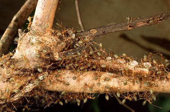 Green tree ants, Oecophylla smaragdina, devour a stick insect.; South of Tully, Australia.