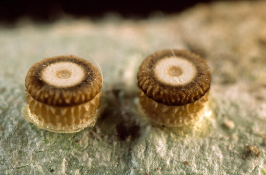Two eggs of the Liphyra brassolis butterfly.; Between Tully and Cardwell, Australia.