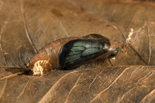 An Arhopala wildei butterfly pupa about to eclose.; Queensland, Australia.