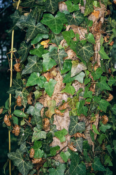 Discarded nymphal shells of Brood X, 17-year cicadas on a tree trunk.; Kensington, Maryland.