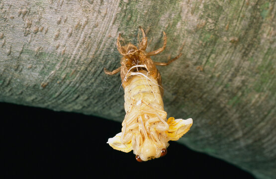 A Brood X, 17-year cicada emerges from its nymphal exoskeleton.; Kensington, Maryland.