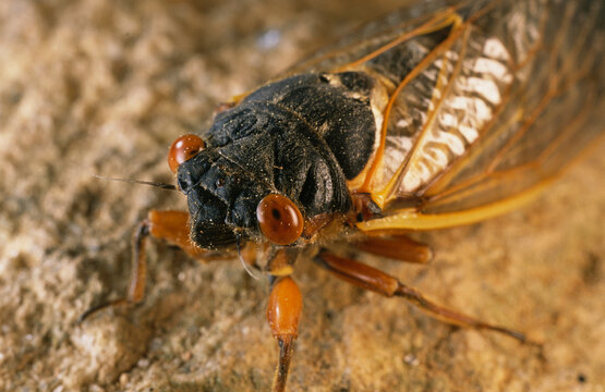 Close view of an adult Brood X, 17-year cicada.; Kensington, Maryland.