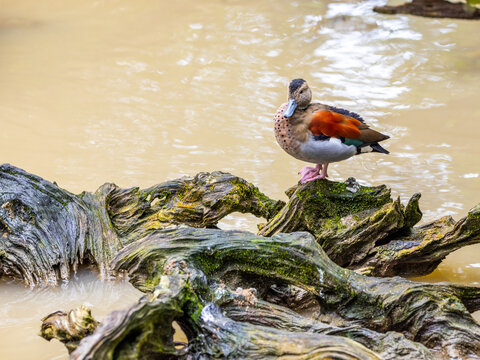 Mandarin Duck On A River