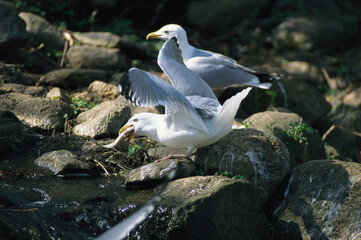Gulls catching and eating alewives during annual upstream migration.; Brewster, Cape Cod, Massachusetts.