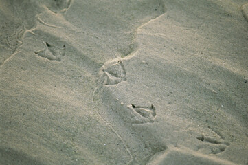 Ripple-patterned tidal flat with gull tracks at low tide.; Brewster, Cape Cod, Massachusetts.