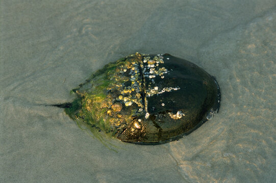 Close view of a horseshoe crab encrusted with barnacles and algae.; Brewster, Cape Cod, Massachusetts.
