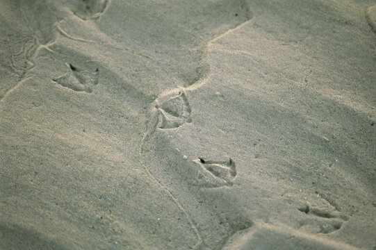 Ripple-patterned tidal flat with gull tracks at low tide.; Brewster, Cape Cod, Massachusetts.