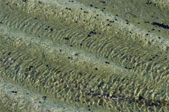 Ripple-patterned tidal flat at low tide.; Brewster, Cape Cod, Massachusetts.
