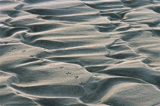 Ripple-patterned tidal flat with bird tracks at low tide.; Brewster, Cape Cod, Massachusetts.