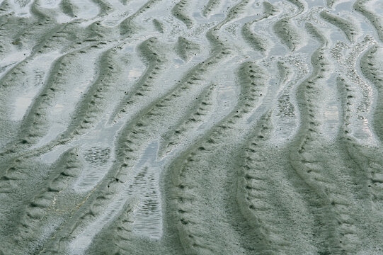 Ripple-patterned tidal flat at low tide.; Brewster, Cape Cod, Massachusetts.
