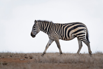Plains Zebra (Equus burchellii) walking across the horizon on a savannah in Chobe National Park; Botswana