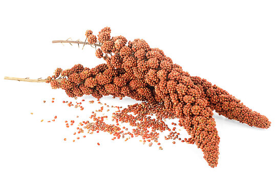 Red millet twigs and seeds isolated on a white background. Italian millet. Healthy food for diabetes persons.