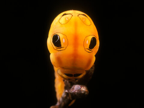 Close view of mimic eye-spots on a spicebush swallowtail caterpillar.; Brewster, Cape Cod, Massachusetts, United States of America.
