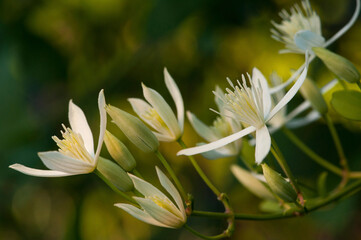 Close up of a group of wild clematis flowers, Clematis virginiana.; Arlington, Massachusetts.