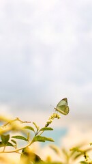 butterfly on a flower