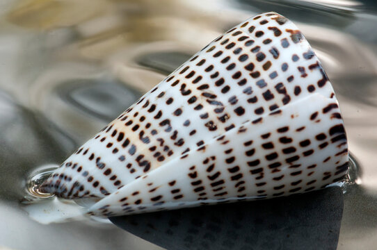 A lettered cone shell, Conus litteratus, in water.; Brewster, Massachusetts.