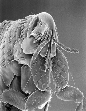 Microscopic view of a cat flea (Ctenocephalides felis) magnified about 80 times .; U.S.