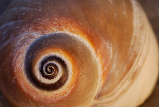 Close up of a moon snail shell showing the spiral.; Chatham, Cape Cod, Massachusetts.