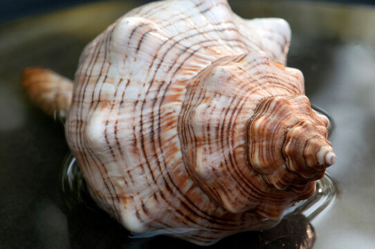 A whelk shell in water.; Brewster, Massachusetts.