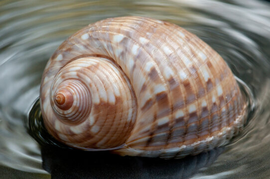 Close up of a whelk shell in water.; Brewster, Massachusetts.