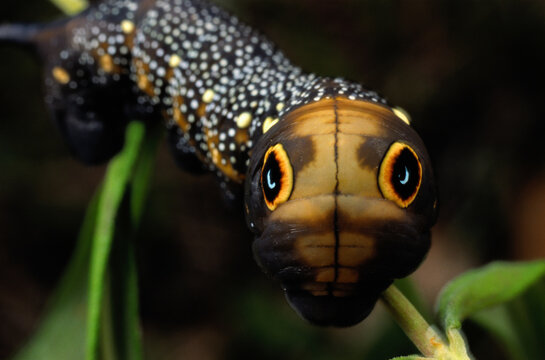 Close-up of a moth caterpillar(Xylophanes falco) with false eyes.; NEAR HERMOSILLO, MEXICO.
