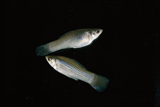 Amazon mollies are gynogens, naturally occuring female clones.; United States.