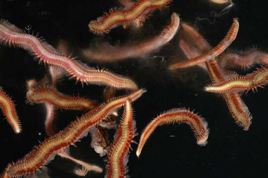 Fireworms gather at the ocean's surface to spawn.; Kaneohe Bay, Coconut Island, Oahu Island, Hawaiian Islands.