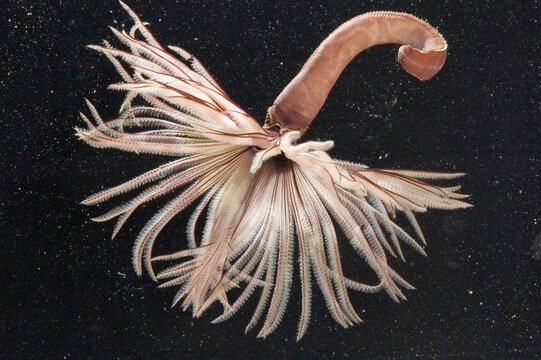 A large featherduster worm outside of its tube.; Kaneohe Bay, Coconut Island, Hawaiian Islands.