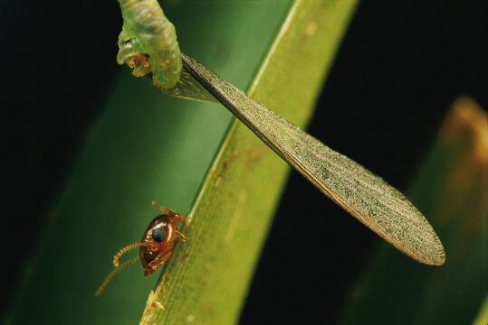 An Eupithecia orichloris caterpillar finishes its termite meal.; Maui, Hawaiian Islands.