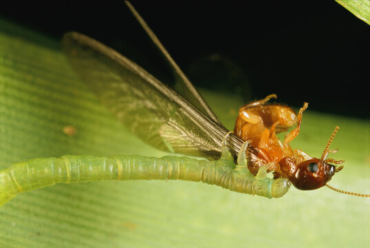 An Eupithecia orichloris caterpillar grasps a termite it caught.; Maui, Hawaiian Islands.